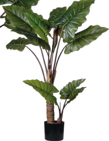 ALOCASIA