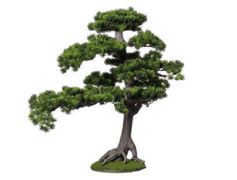 BONSAI