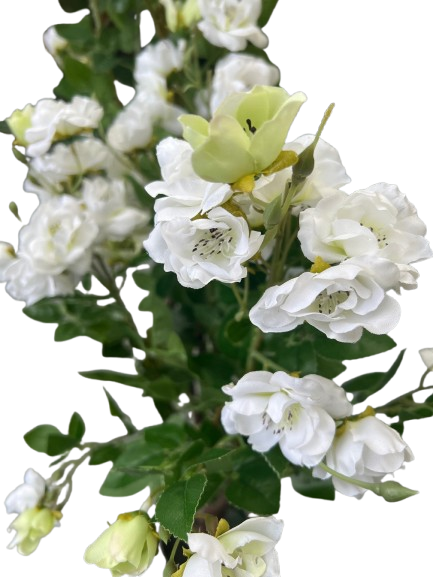 ROSIER POLYANTHA