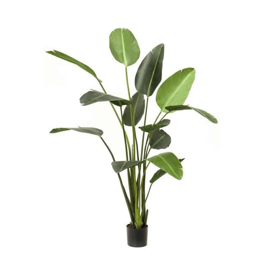 STRELITZIA  150cm