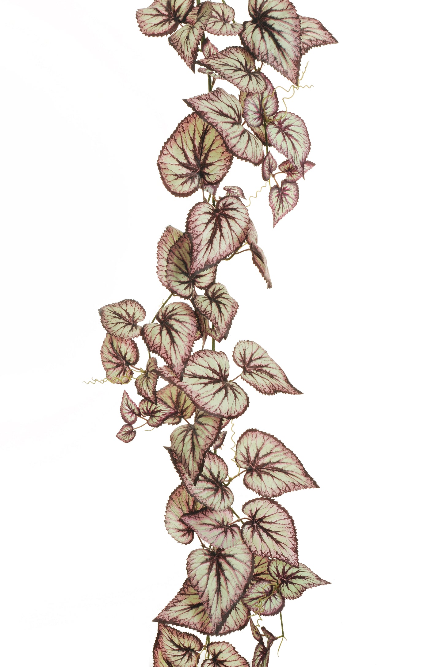 CALADIUM GUIRLANDE