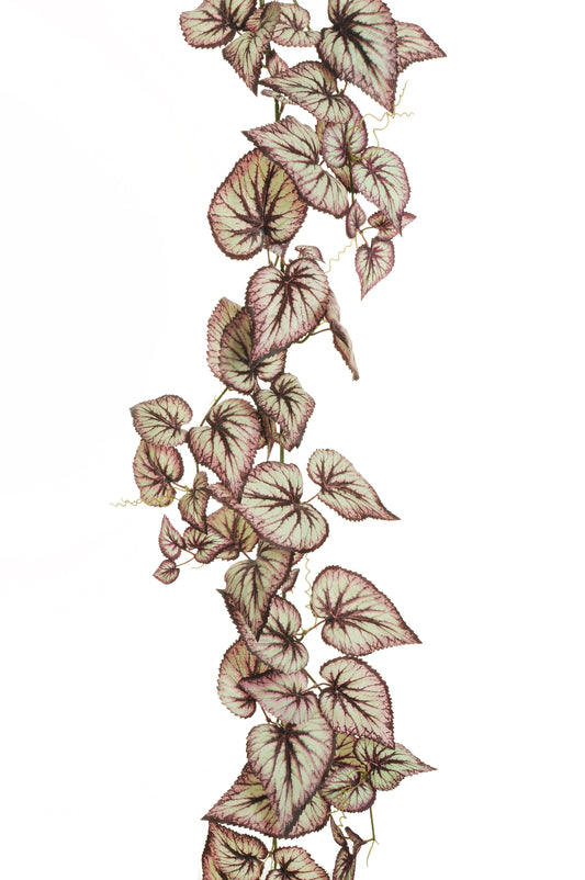 CALADIUM GUIRLANDE
