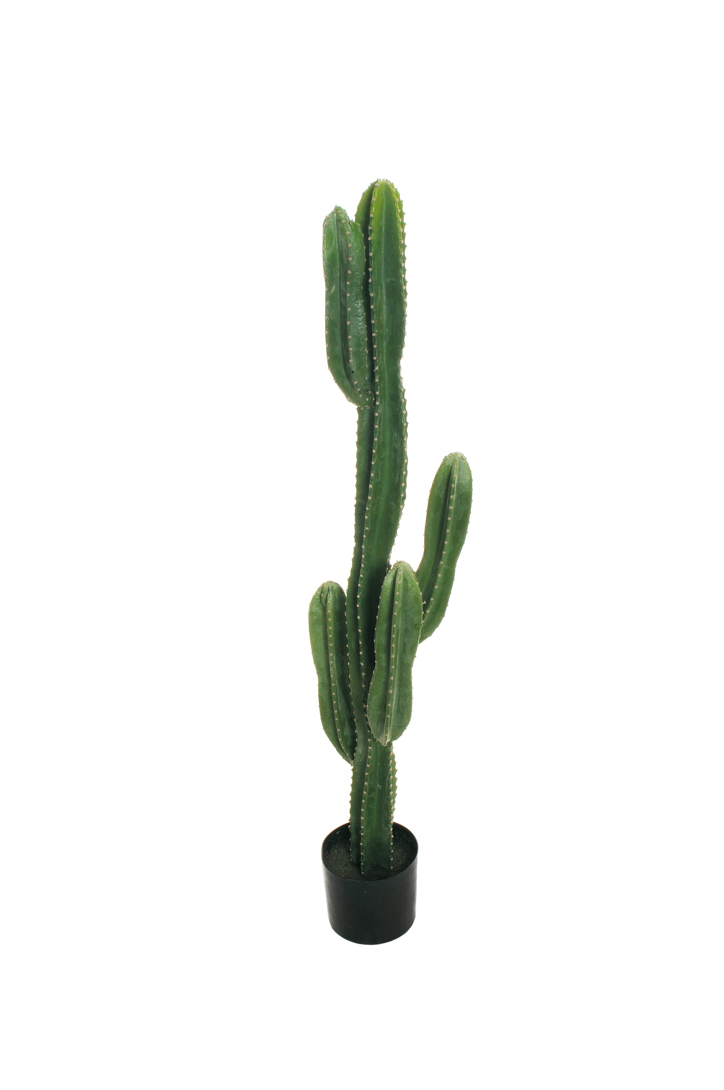 CACTUS (touché réel)