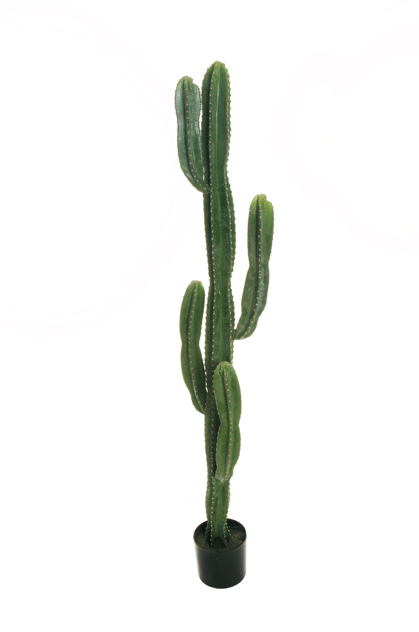 CACTUS (touché réel)