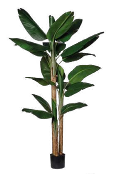 BANANA TREE