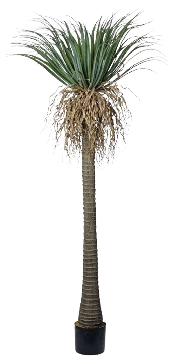 YUCCA
