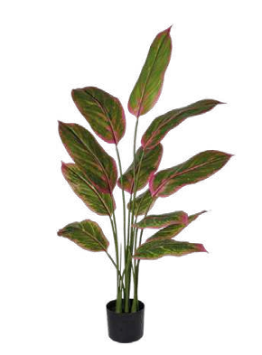STRELITZIA ROSE