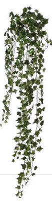 LIERRE RETOMBANT 423 FEUILLES