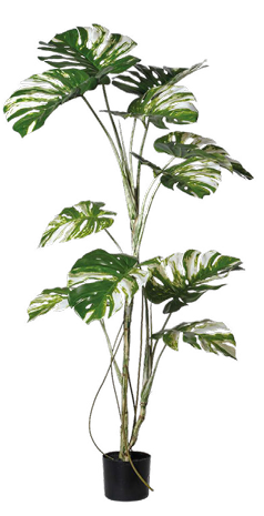 MONSTERA VARIEGATA