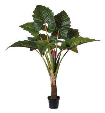 ALOCASIA