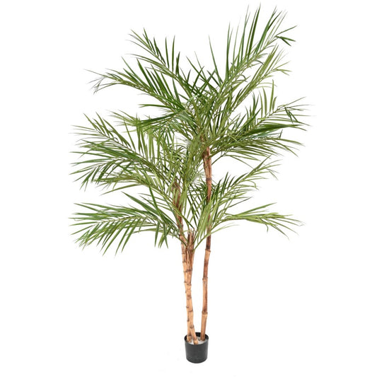 ARECA TREE