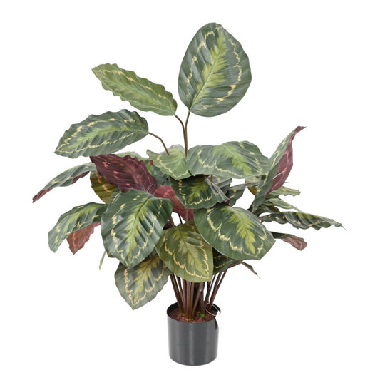 CALATHEA