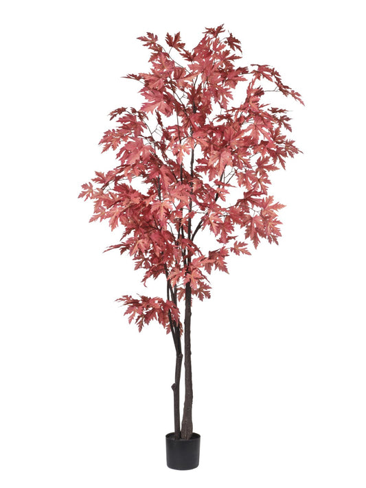 ERABLE AUTOMNE