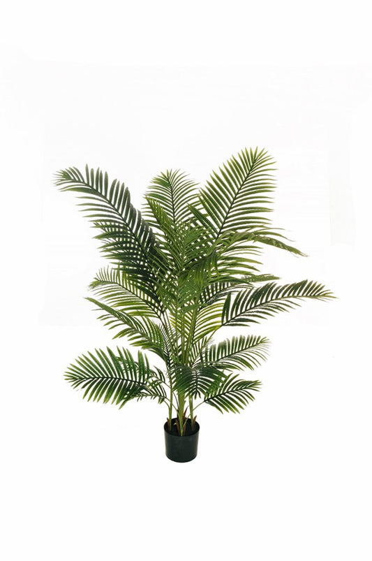 ARECA PALM