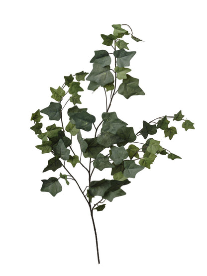 BRANCHE DE LIERRE