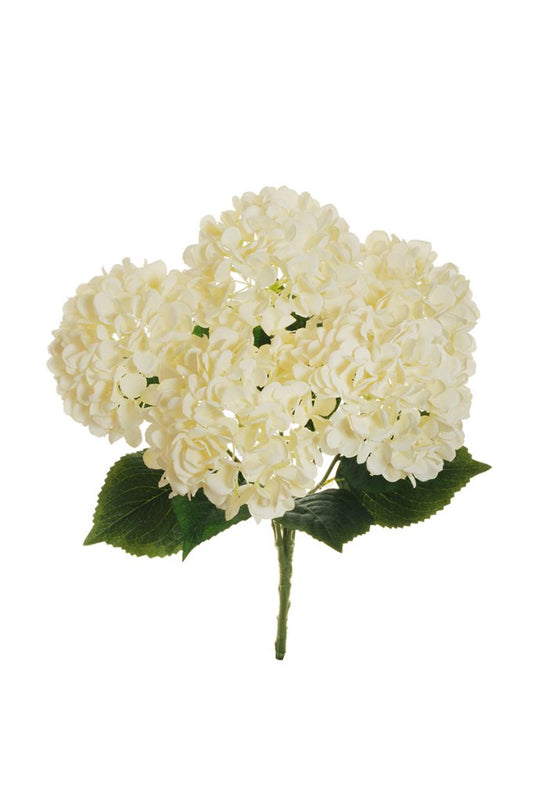 HORTENSIA BLANC