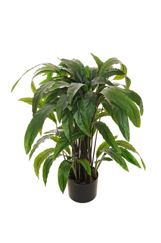 CALATHEA RUFIBARBA