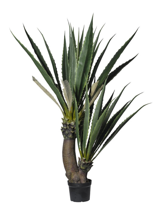 AGAVE