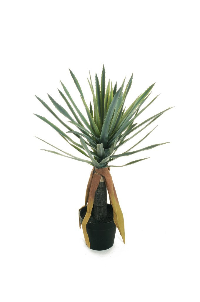 ALOEVERA TRONC