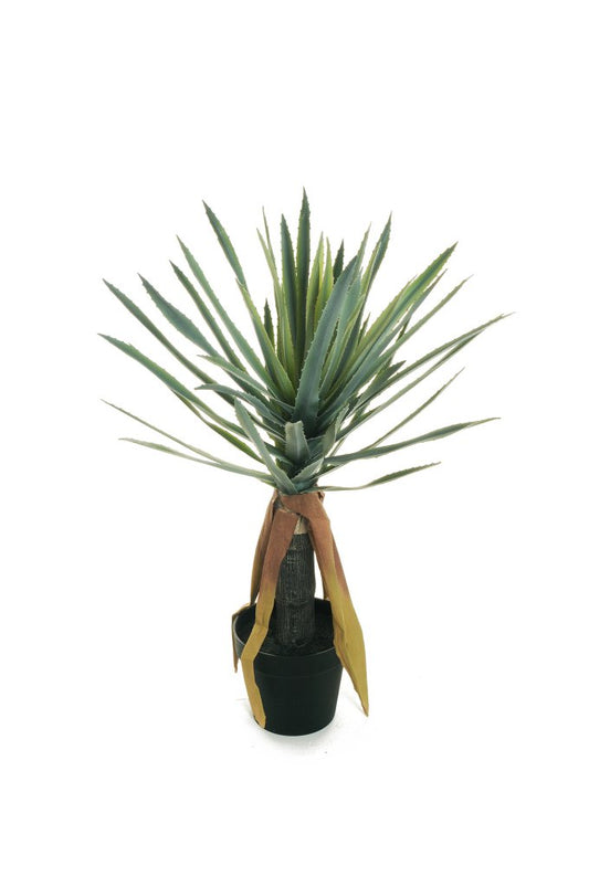 ALOEVERA TRONC