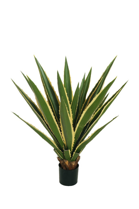 AGAVE AMERICAINE