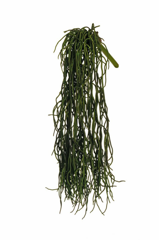 CAOUTCHOU PLANTE