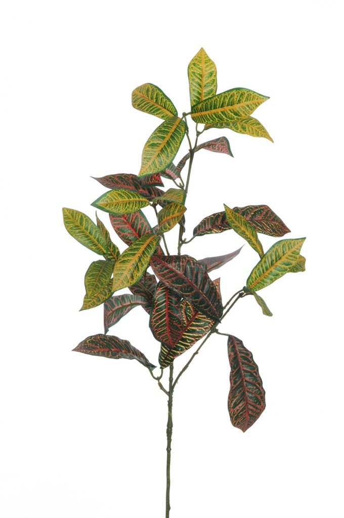 BRANCHE DE CROTON