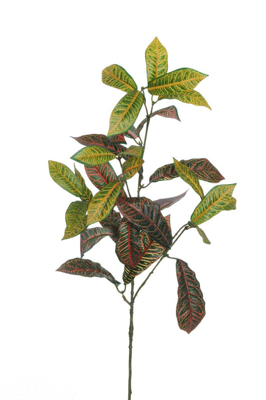 BRANCHE DE CROTON