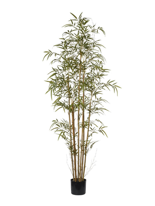 BAMBOU 192CM