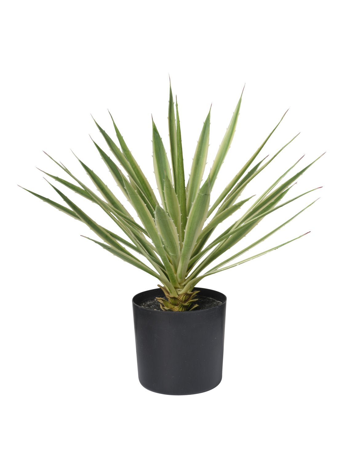 ALOEVERA