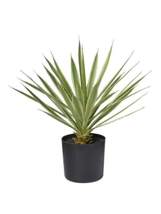 ALOEVERA