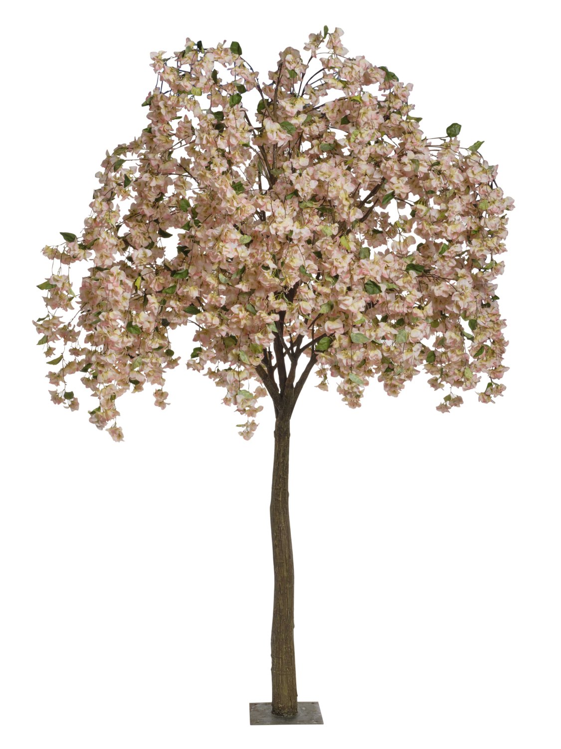 Bougainvillier 3M