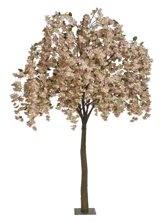 Bougainvillier 3M