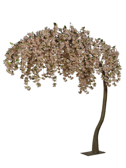 Bougainvillier tombant 3M