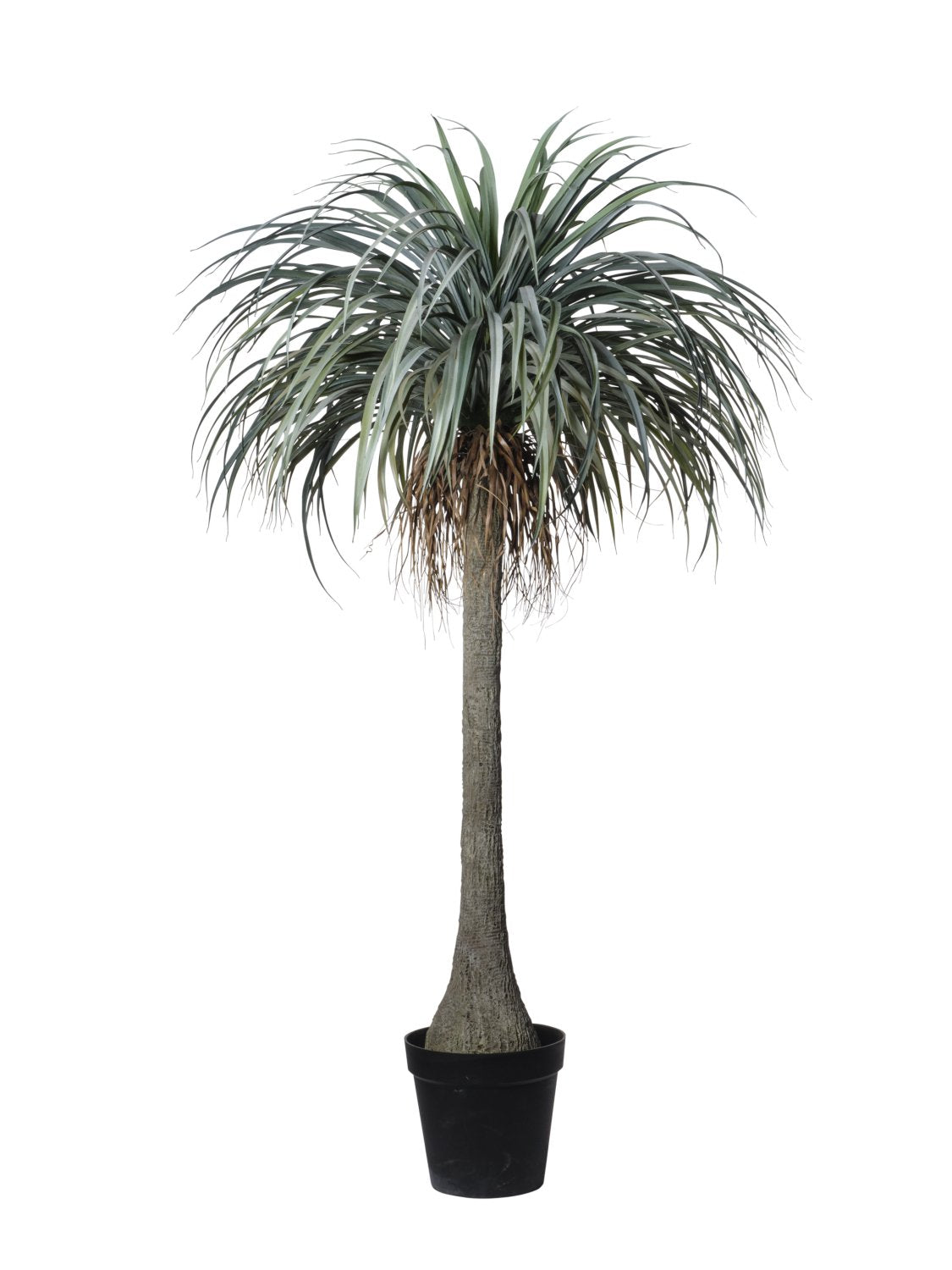 YUCCA EN POT 165CM