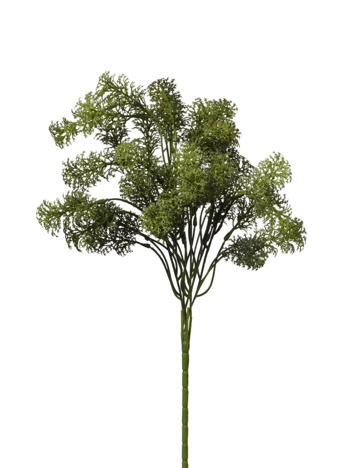 BUISSON DE MOUSSE