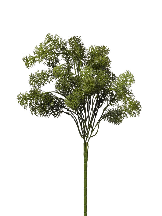 BUISSON DE MOUSSE