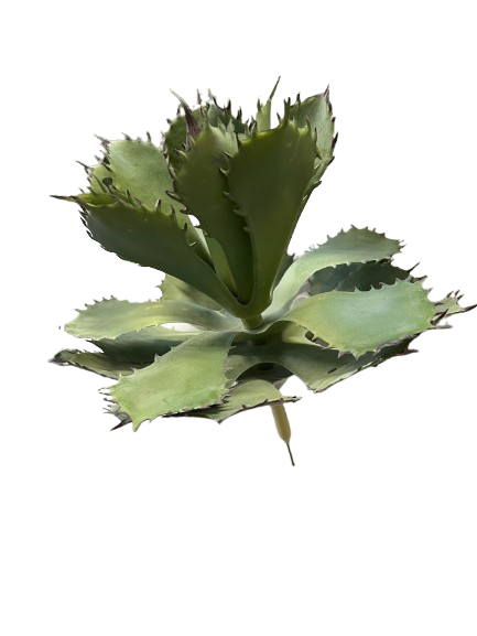 SUCCULENTE
