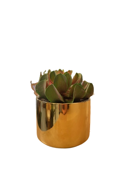 CACTEE POT DORE