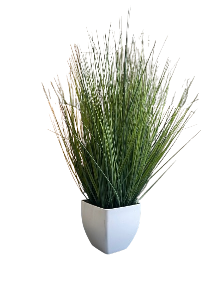 HERBE POT BLANC