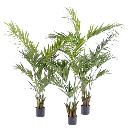 KENTIA PALM TREE
