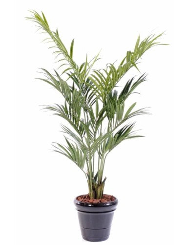 KENTIA PALM 190CM
