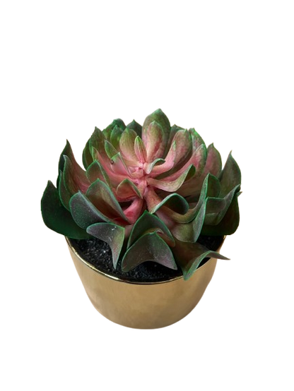CACTEE POT DORE