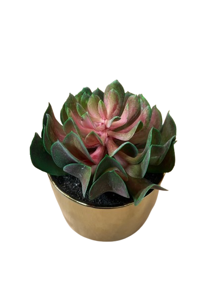 CACTEE POT DORE