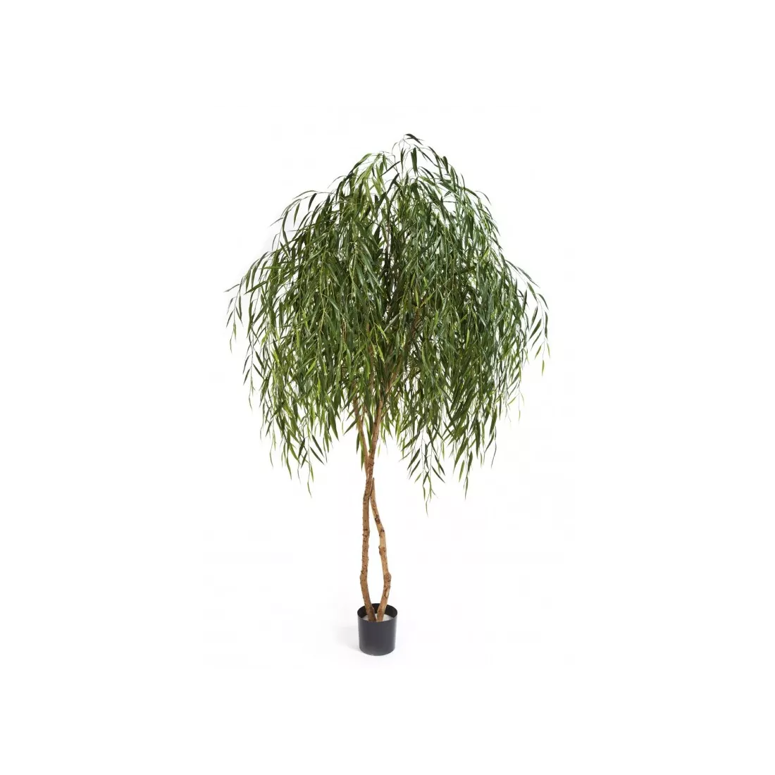 SAULE PLEUREUR