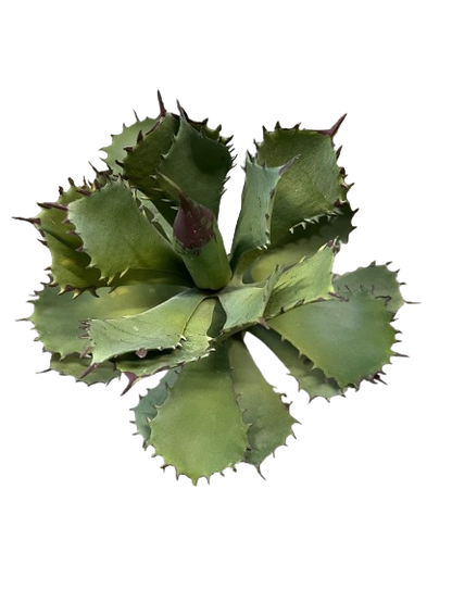 SUCCULENTE