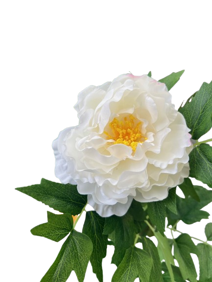 PIVOINE BLANCHE