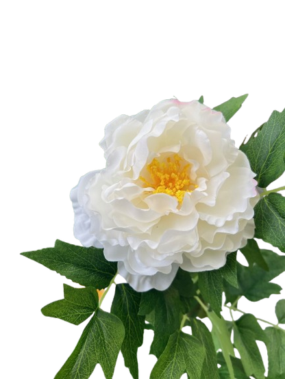 PIVOINE BLANCHE