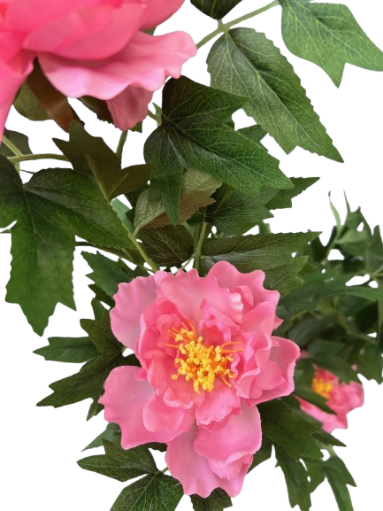 PIVOINE ROSE