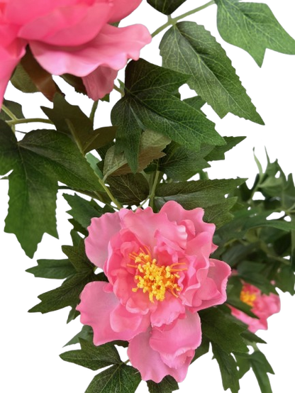 PIVOINE ROSE